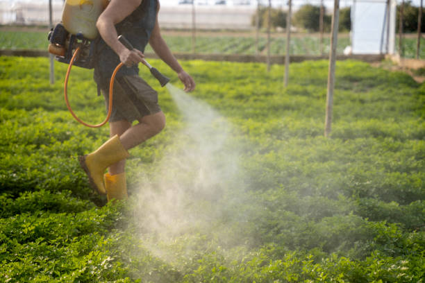 Best Affordable Pest Control Services  in Williams, AZ