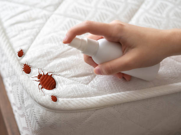 Best Bed Bug Extermination  in Williams, AZ