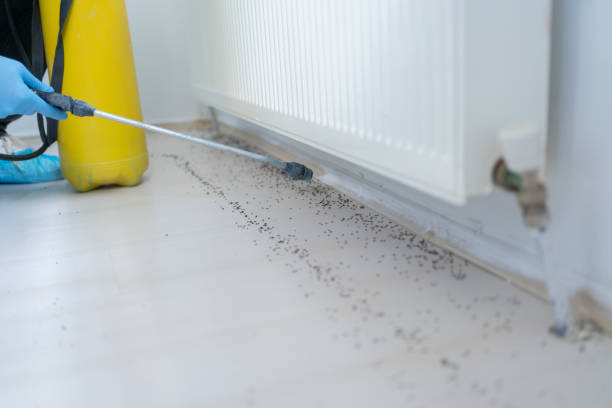 Best Affordable Pest Control Services  in Williams, AZ